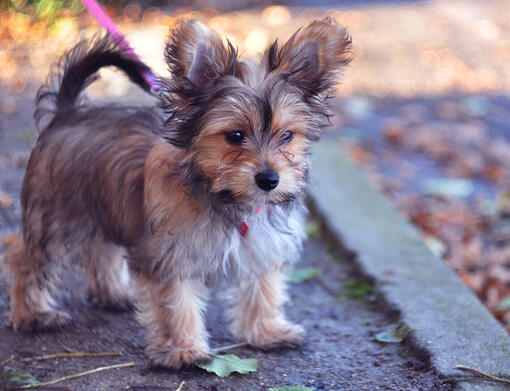 Chorkie 3