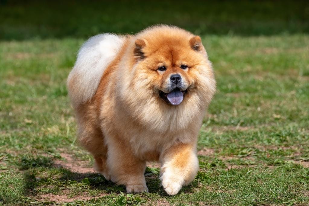 Chow Chow 1