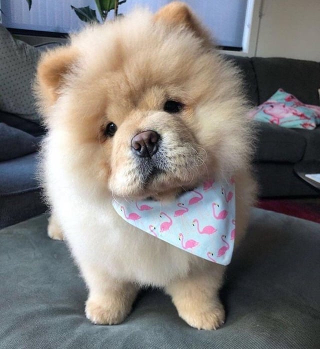 Chow Chow 3