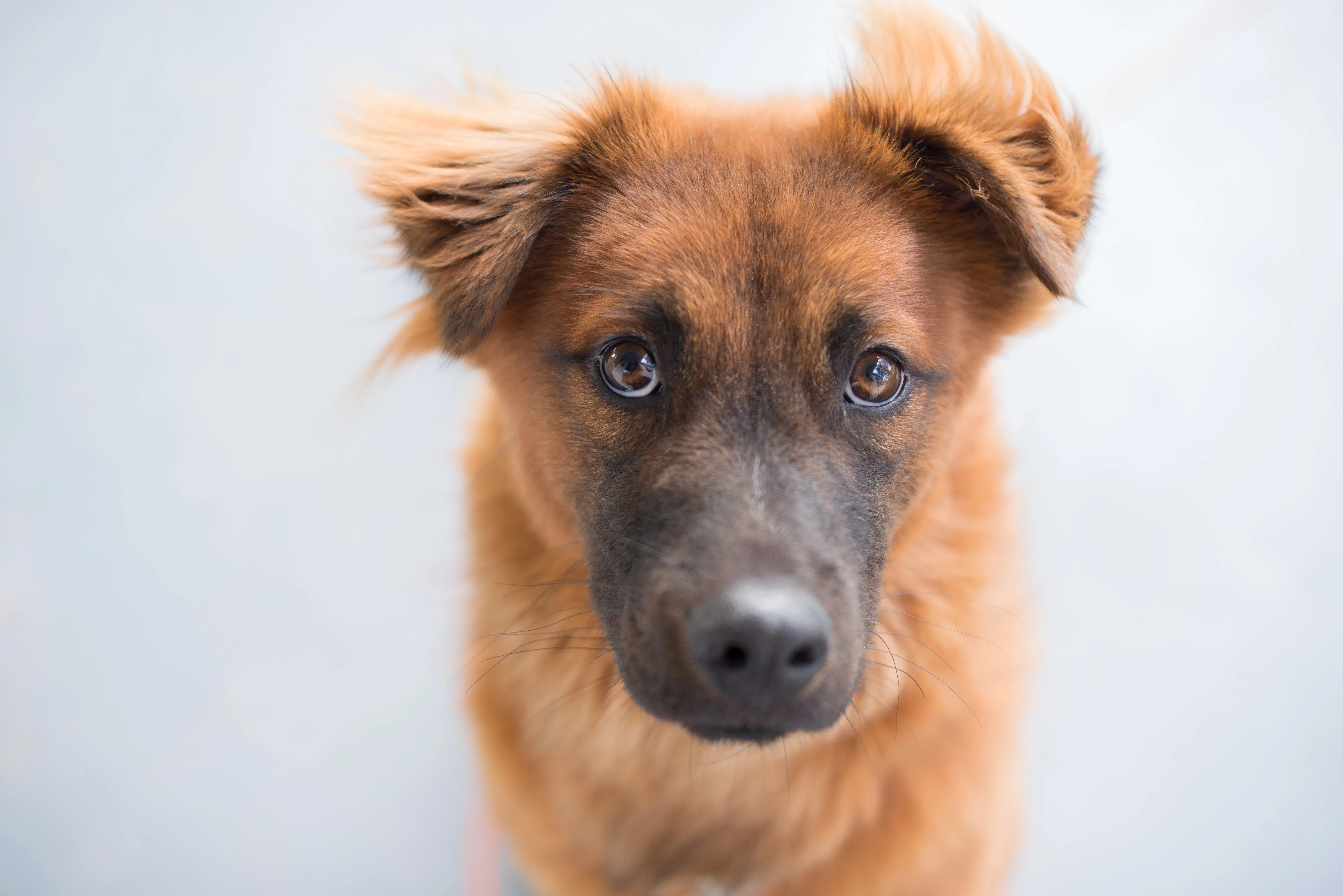 Chow Shepherd