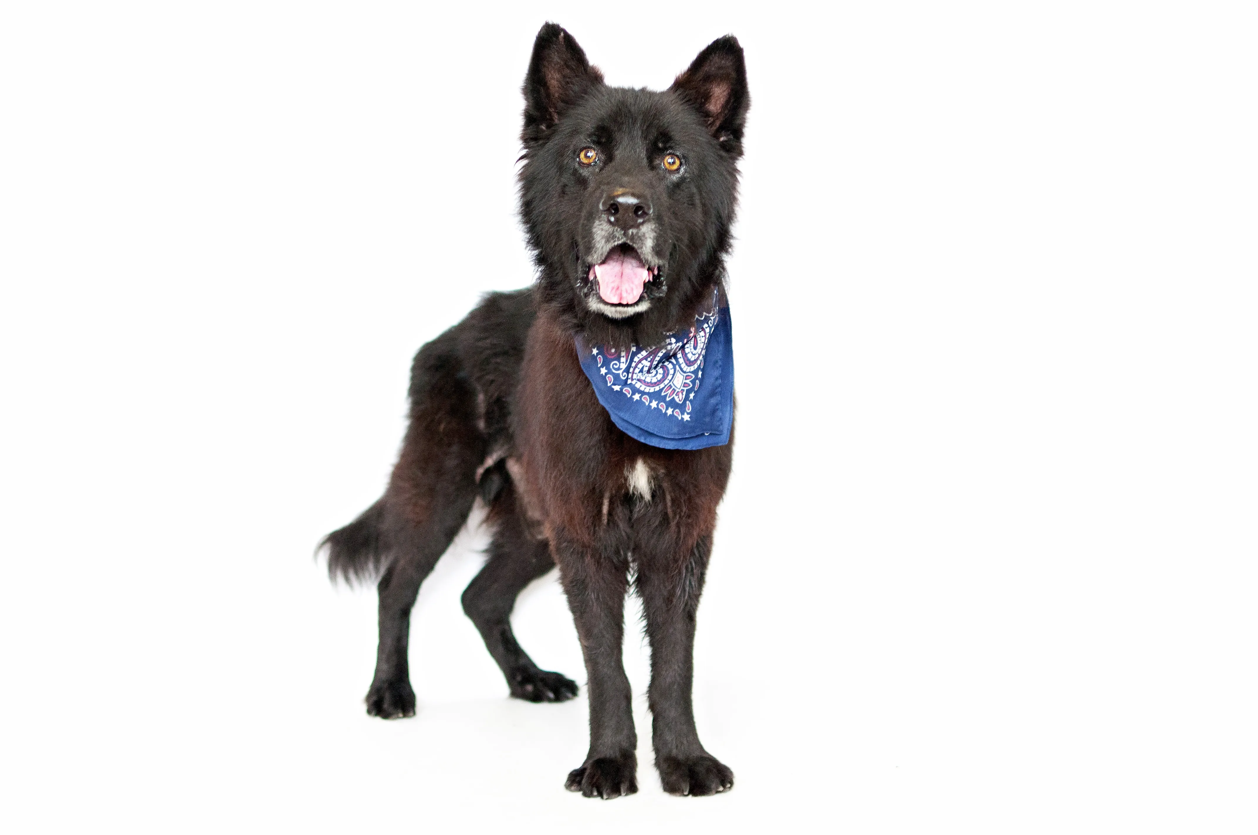 Chow Shepherd 2