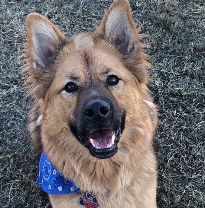 Chow Shepherd 3