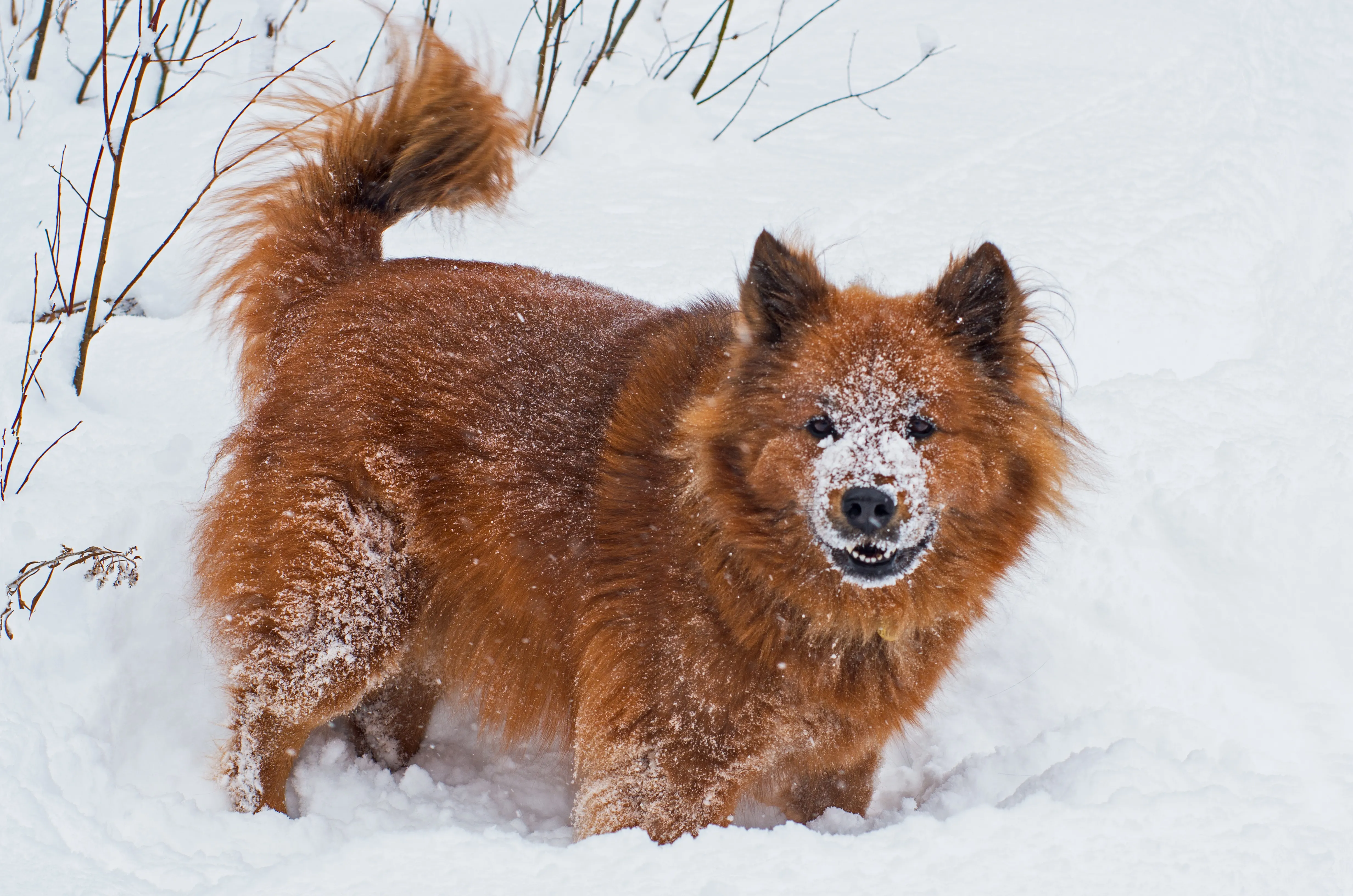 Chusky 1