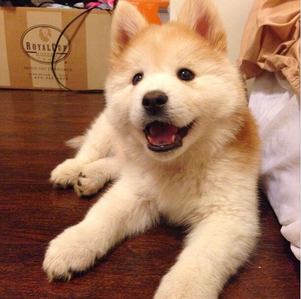 Chusky 2