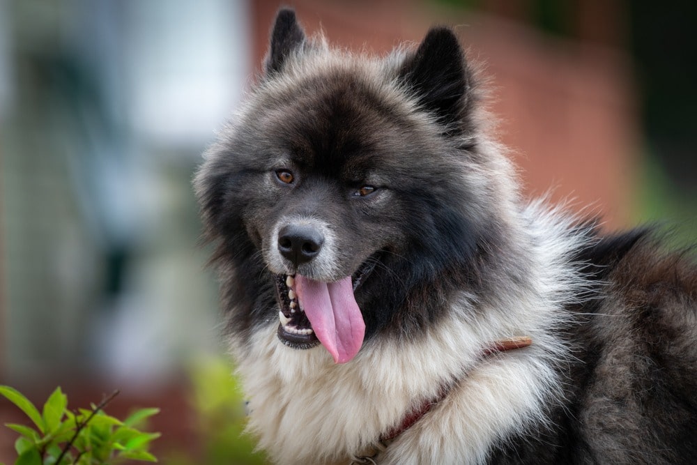 Chusky 3