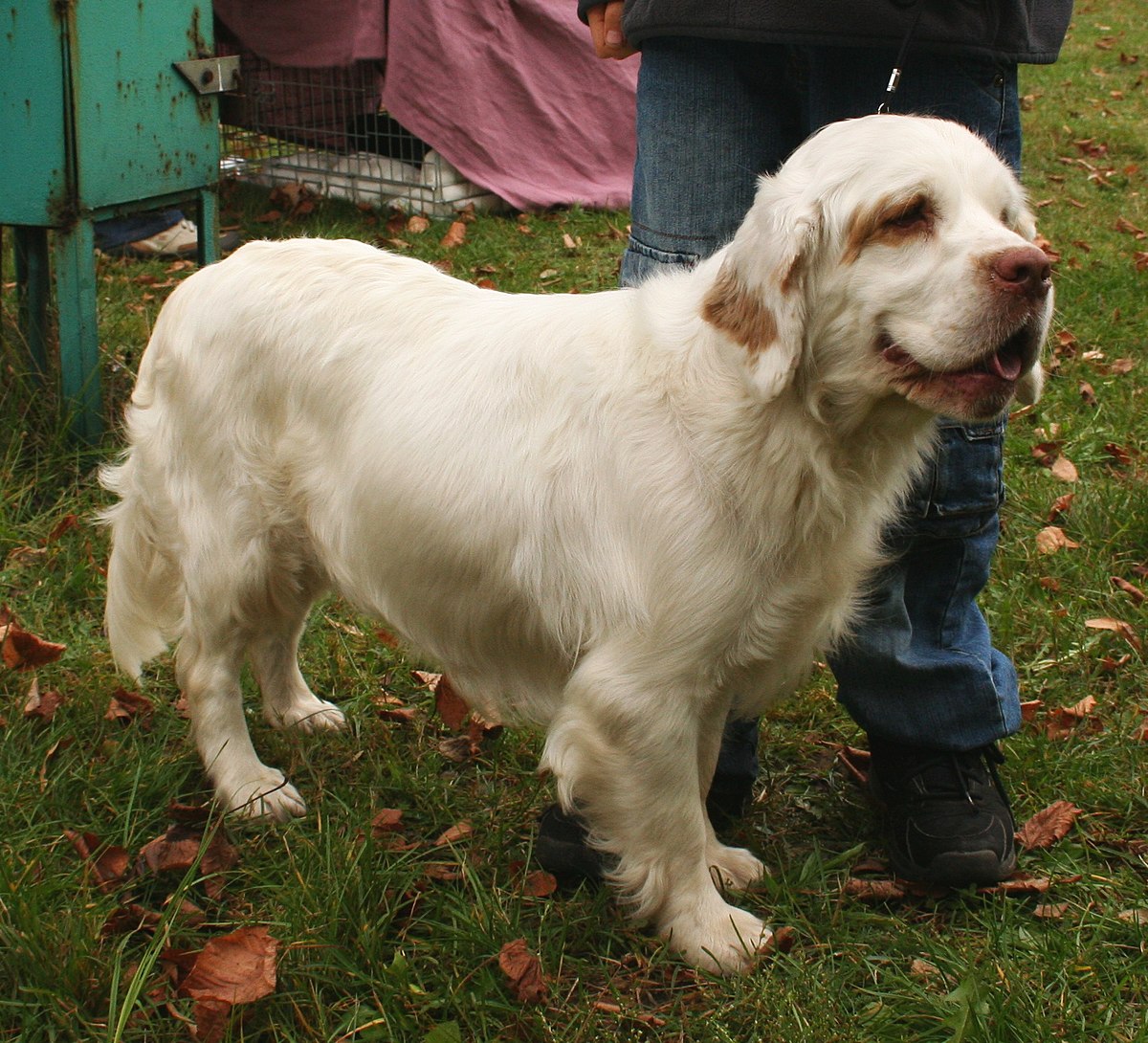 Clumber Spaniel 1