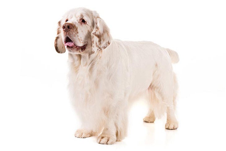 Clumber Spaniel 3