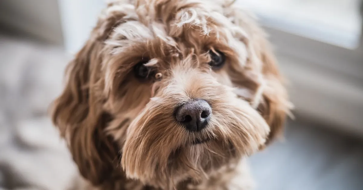 Cockapoo 1