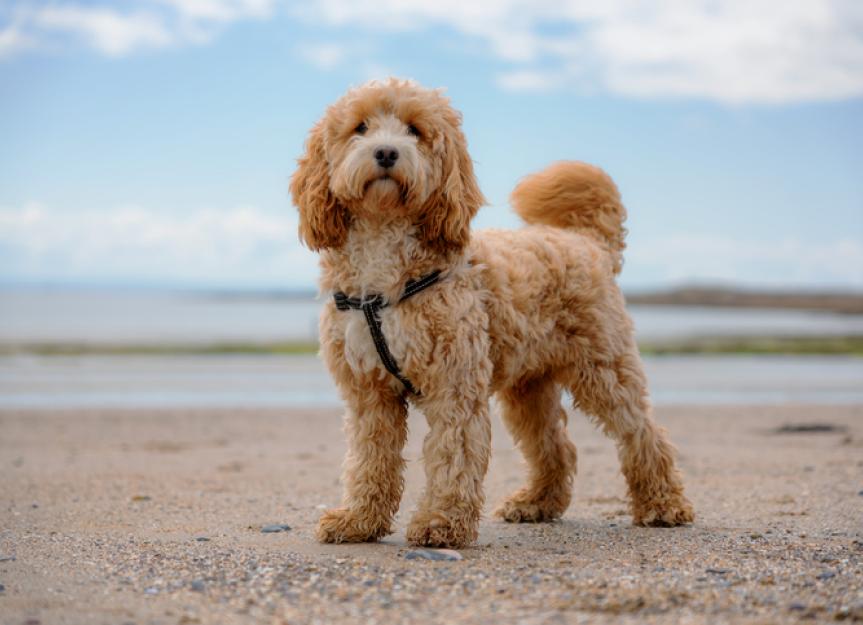 Cockapoo 2