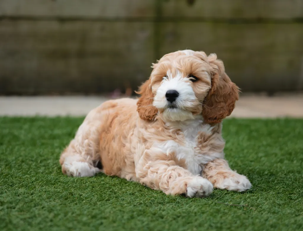 Cockapoo 3