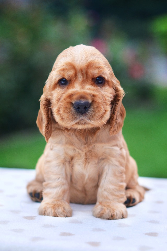 Cocker Spaniel 2