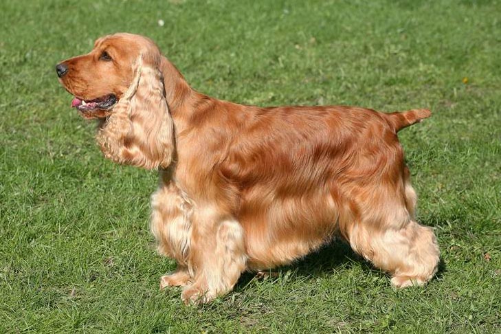 Cocker Spaniel 3