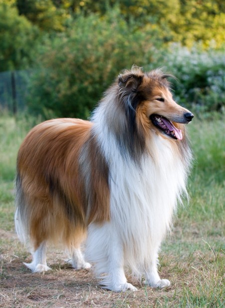 Collie 1
