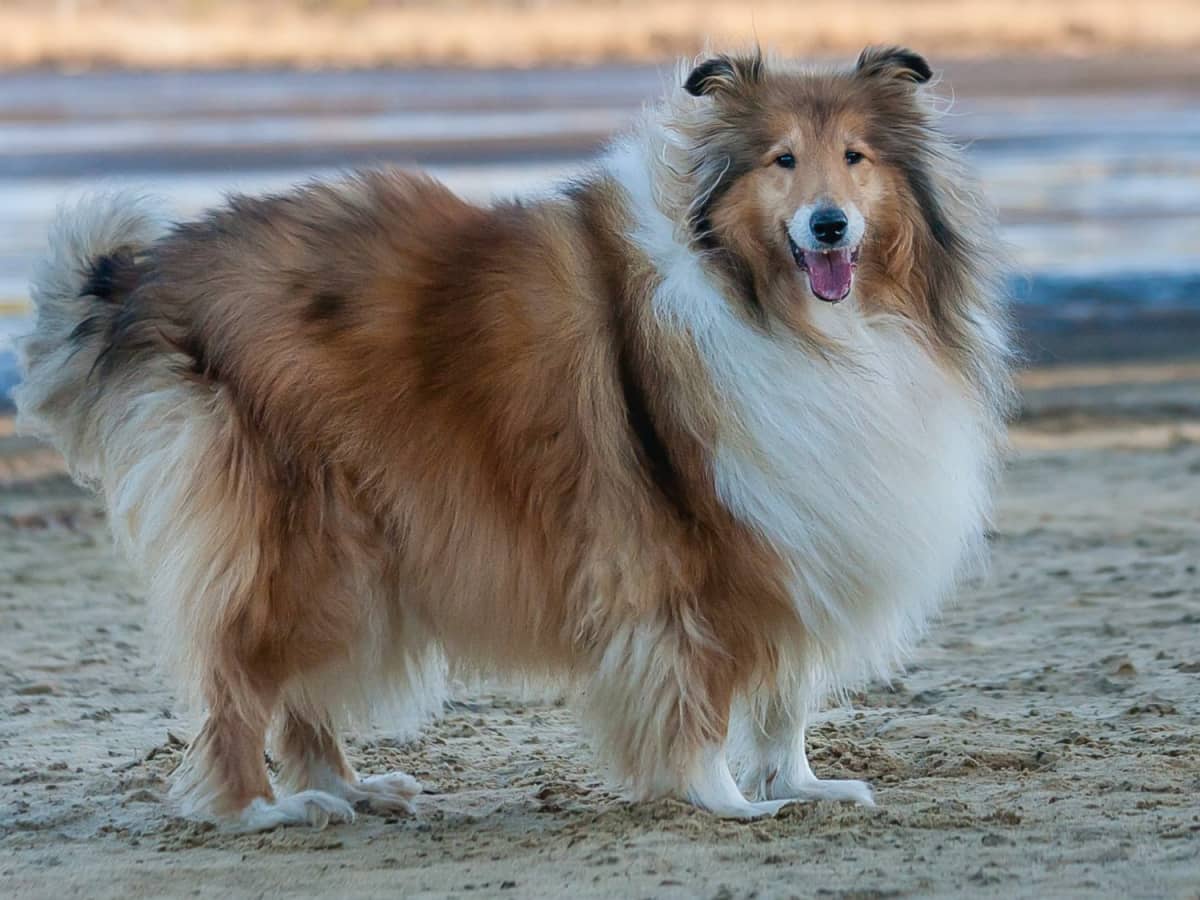 Collie 2