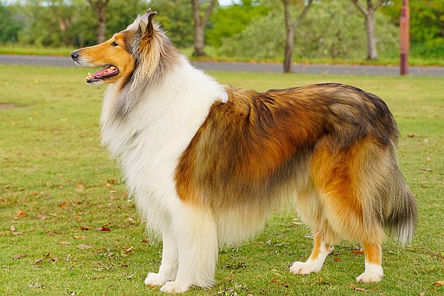 Collie 3