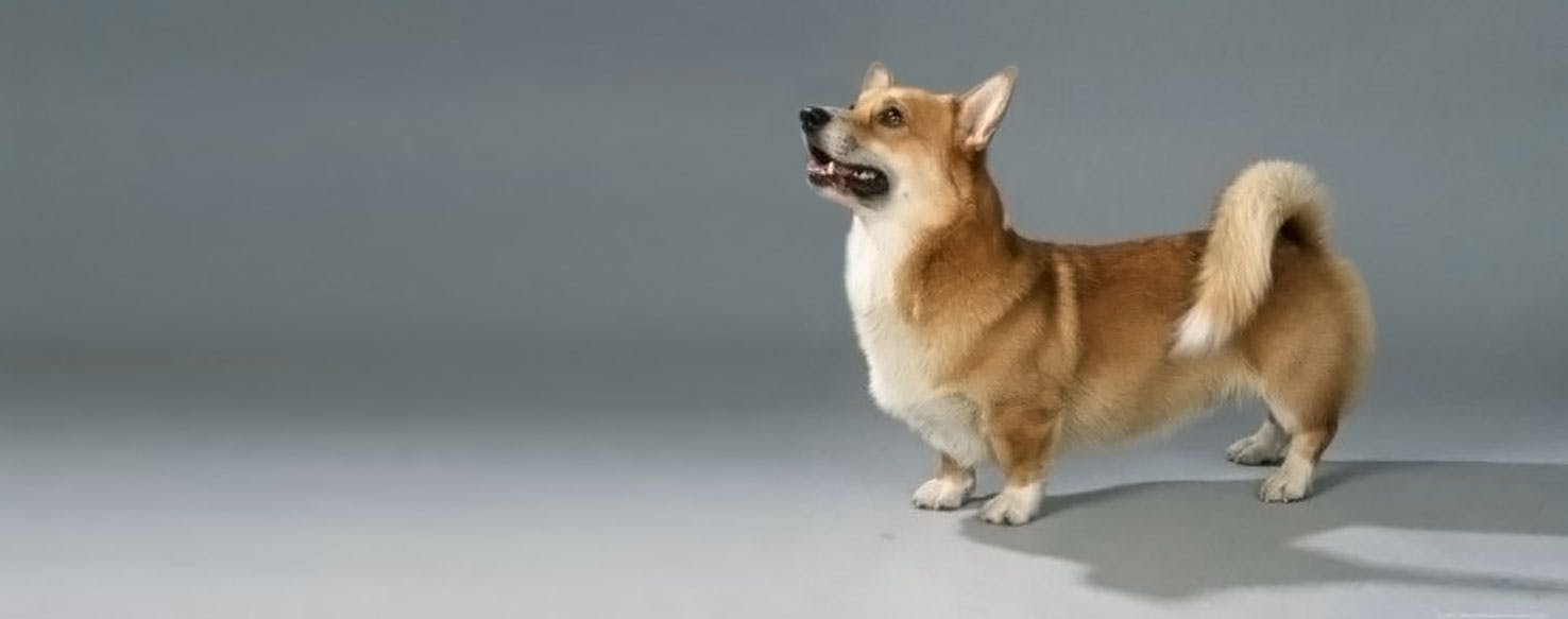 Corgi Inu 2