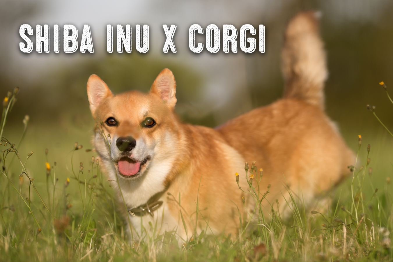 Corgi Inu 3