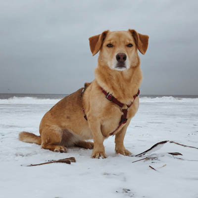 Corgidor 1