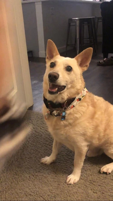 Corgidor 3