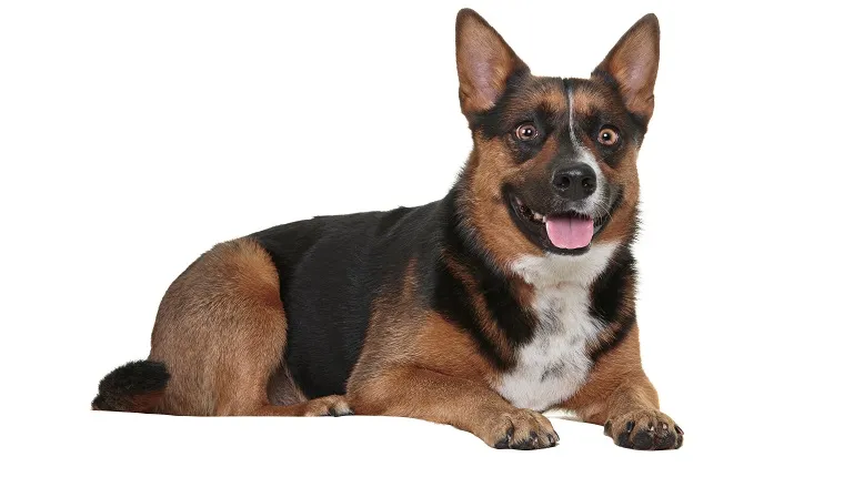 Corman Shepherd 1
