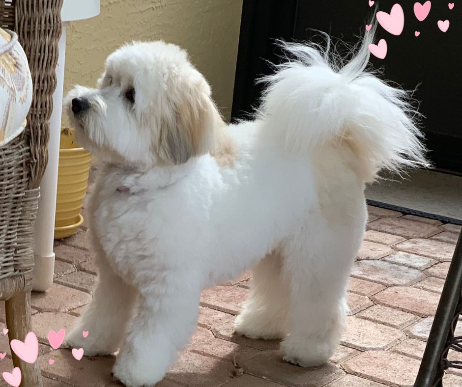 Coton de Tulear 3