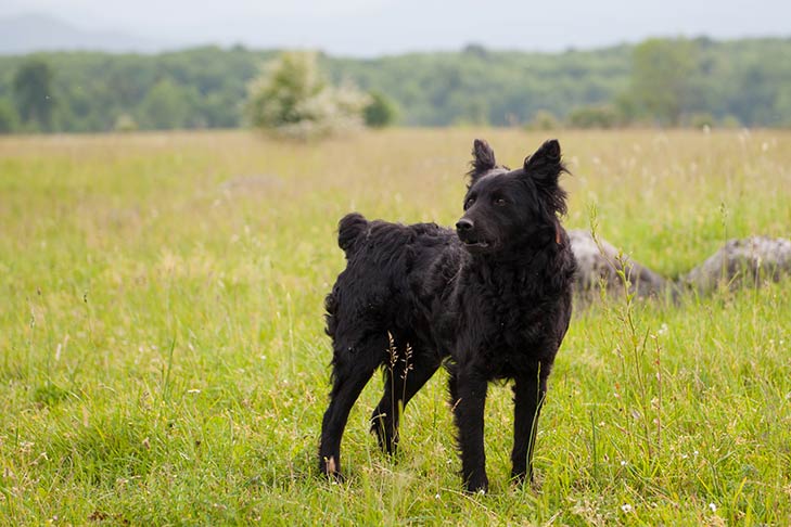 Croatian Sheepdog 1