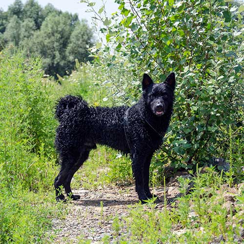 Croatian Sheepdog 2