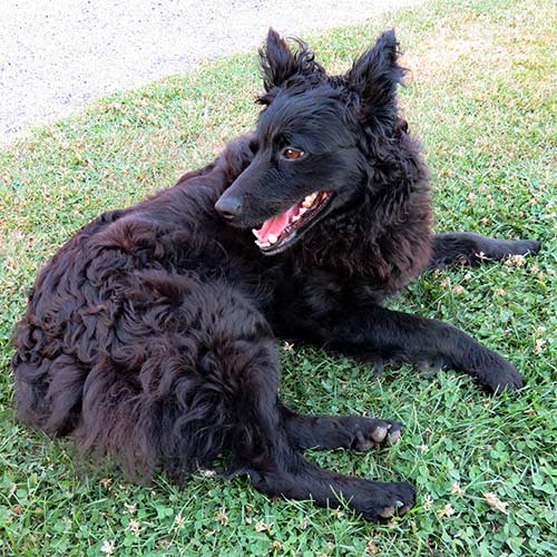 Croatian Sheepdog 3