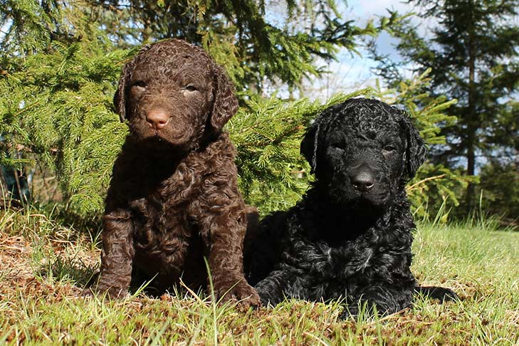 Curly-Coated Retriever 1