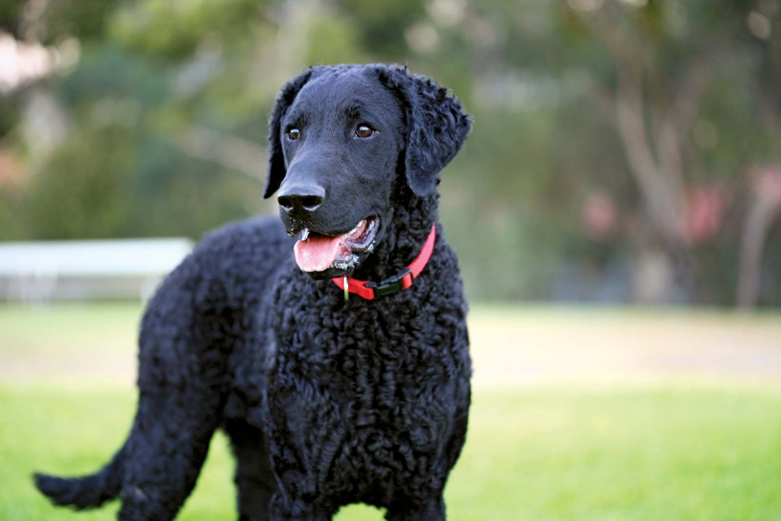 Curly-Coated Retriever 2