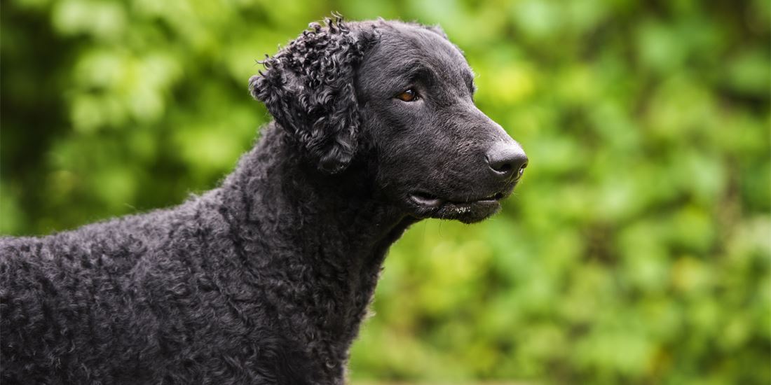 Curly-Coated Retriever 3