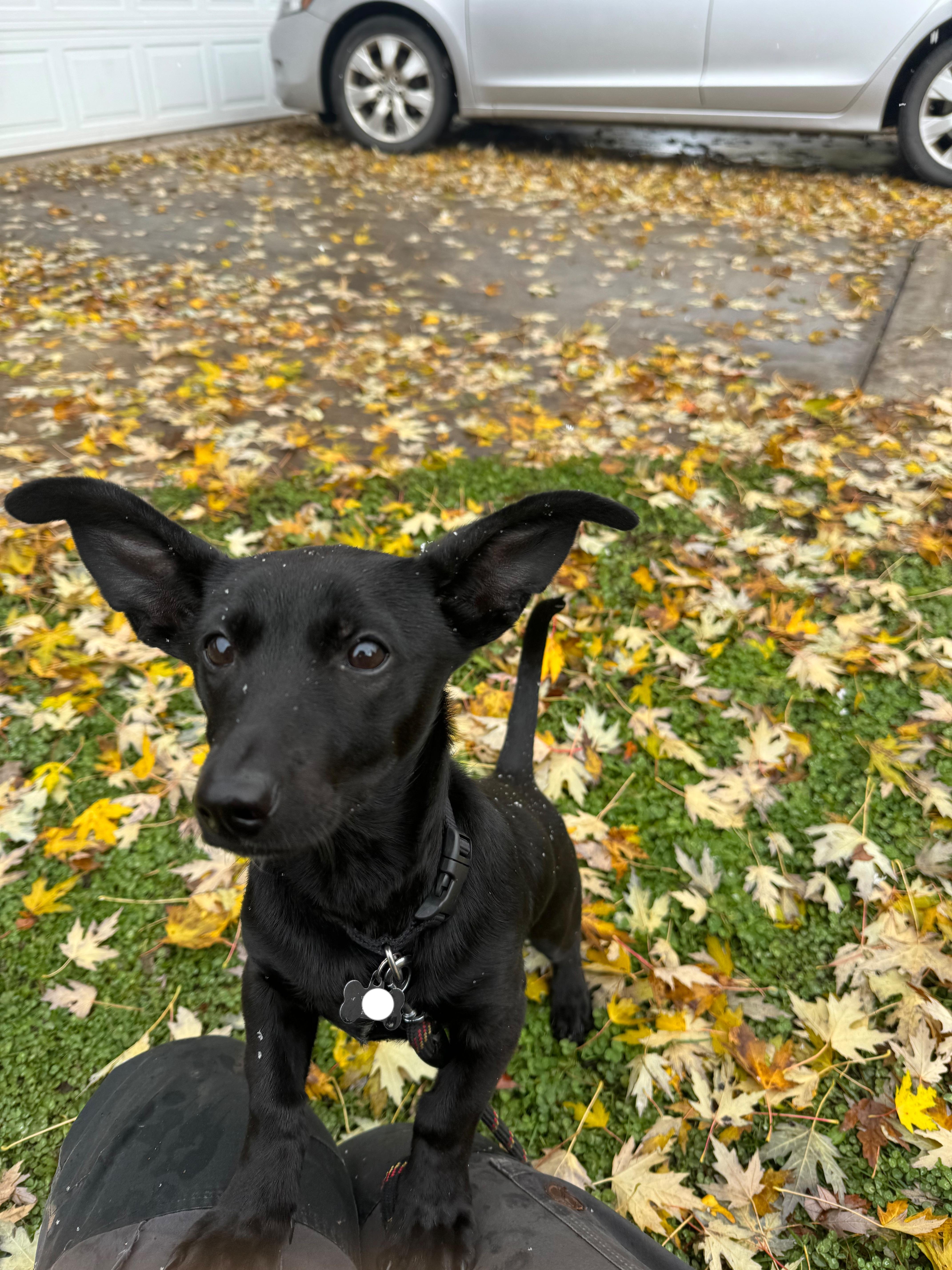 Dachsador 1