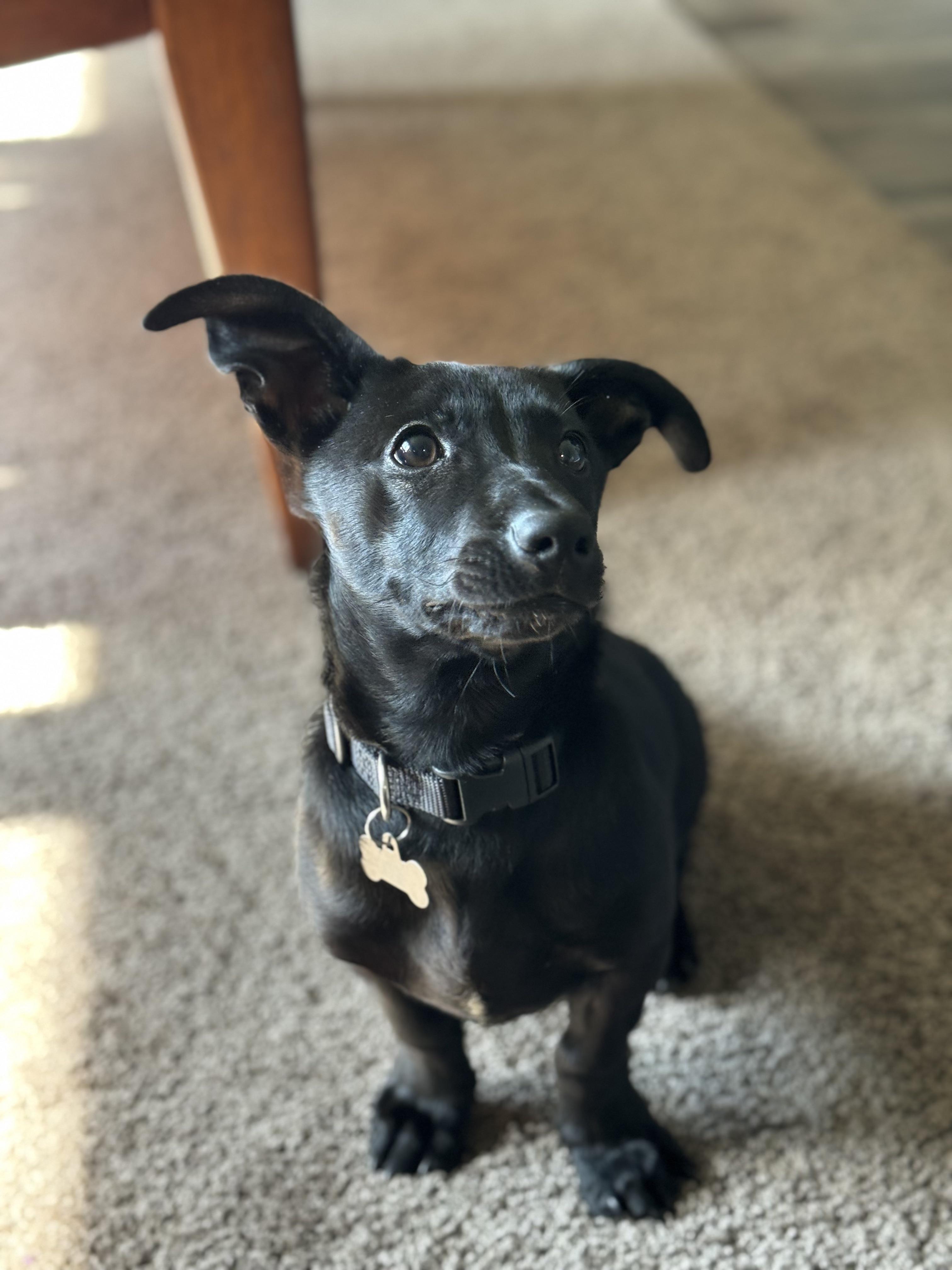 Dachsador 2