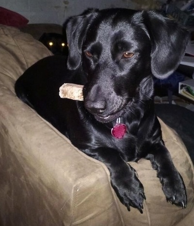 Dachsador 3