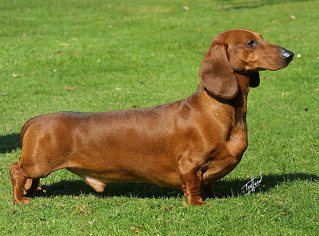 Dachshund 1