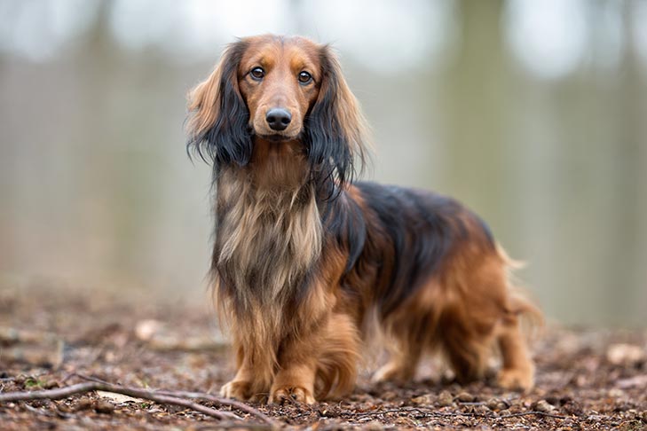 Dachshund 2