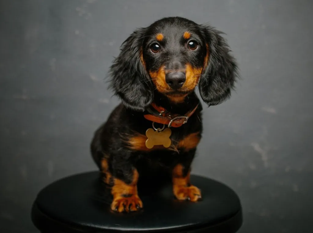 Dachshund 3
