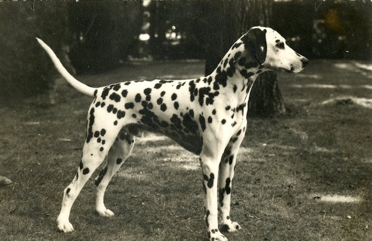 Dalmatian 1