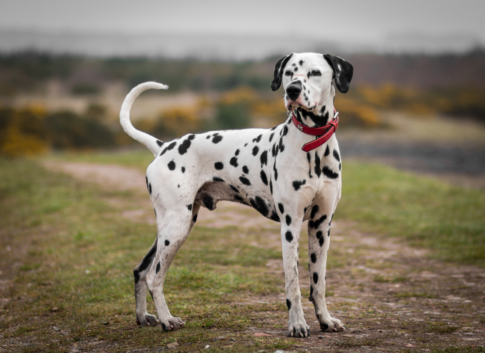 Dalmatian 2