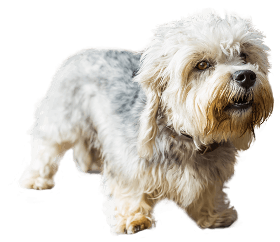 Dandie Dinmont Terrier 1