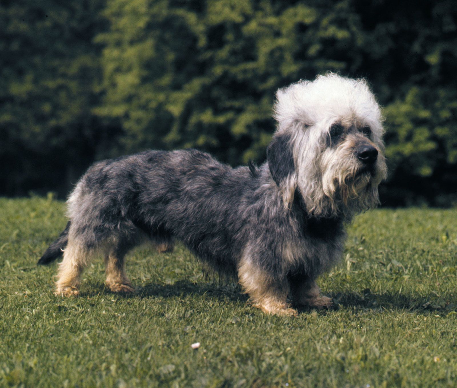 Dandie Dinmont Terrier 3