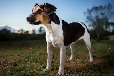Danish-Swedish Farmdog 1