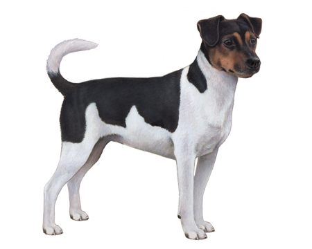 Danish-Swedish Farmdog 2