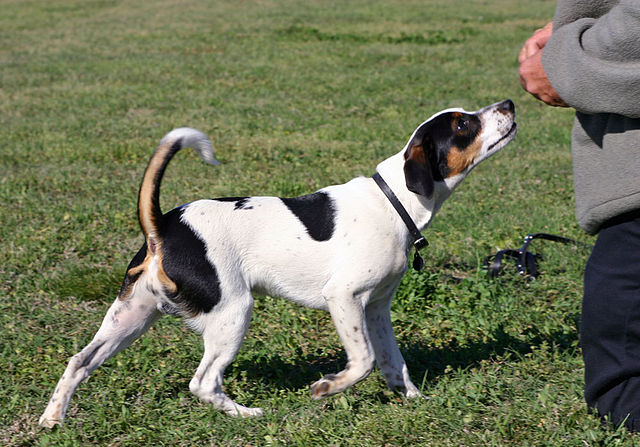 Danish-Swedish Farmdog 3