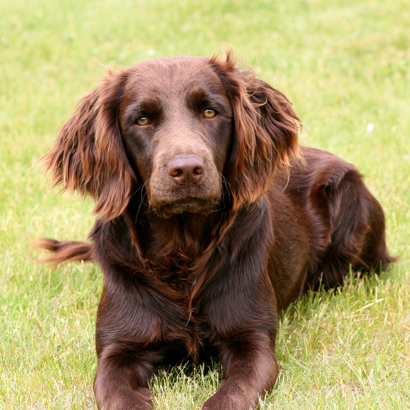 Deutscher Wachtelhund 1