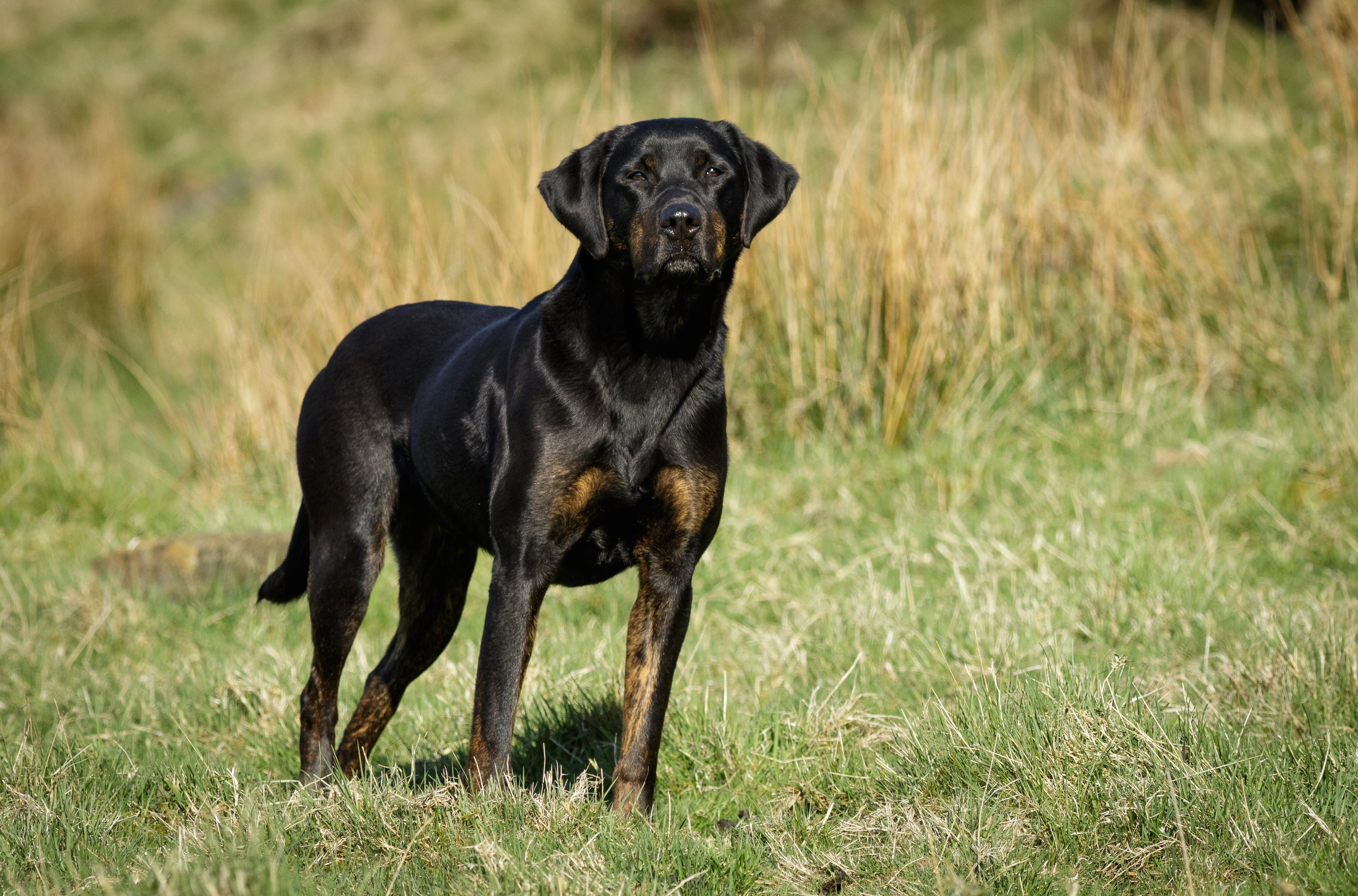 Doberdor 1