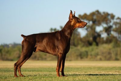 Doberman Pinscher 1
