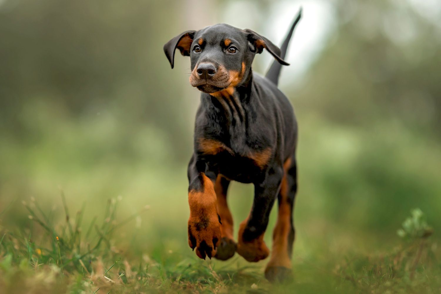 Doberman Pinscher 3