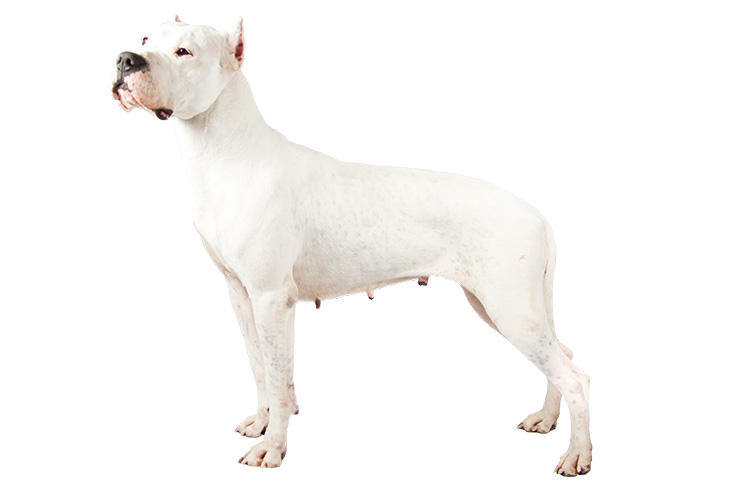 Dogo Argentino 1