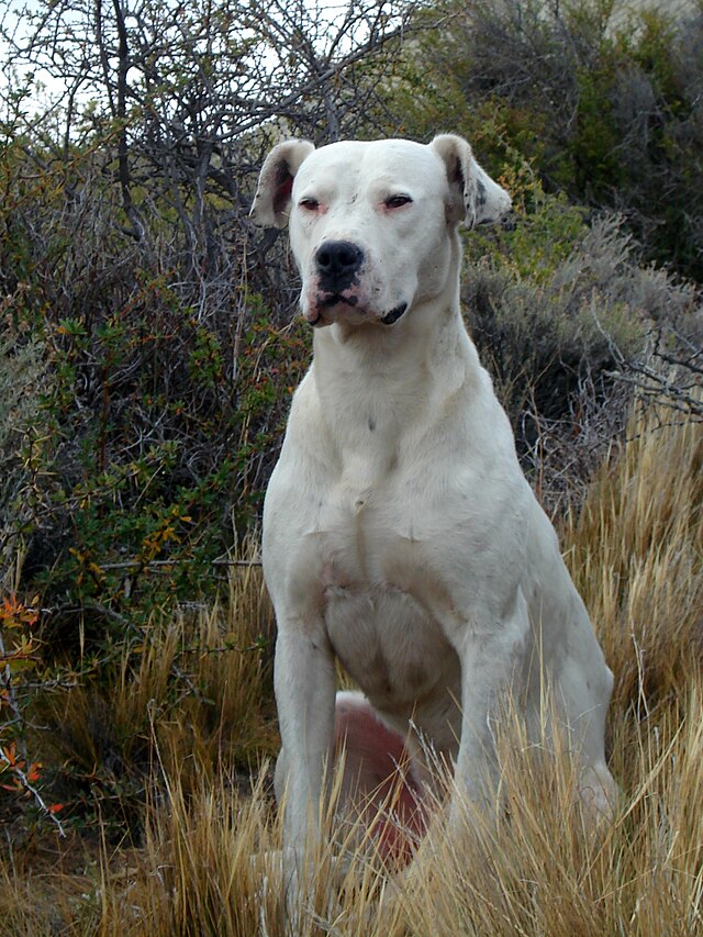 Dogo Argentino 2